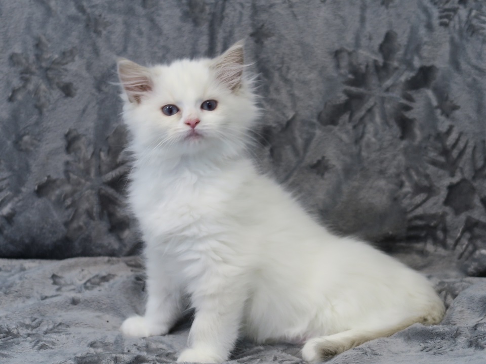 Ragdoll à vendre Ragdoll à vendre